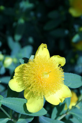 ../images/01_yellow_fuzz.jpg