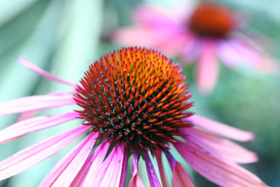 ../images/02_coneflower.jpg