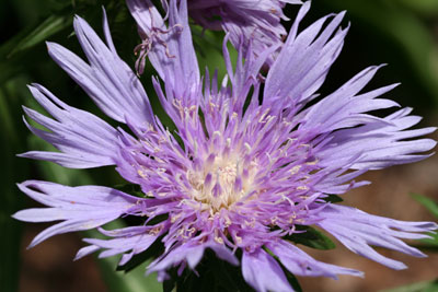 ../images/04_bee_balm.jpg