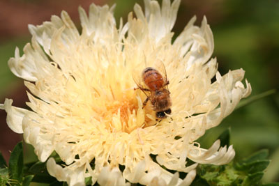 ../images/05_bee_aster.jpg