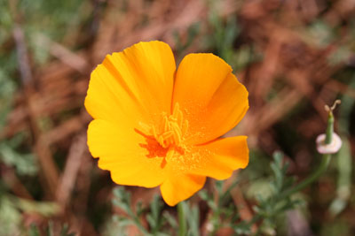../images/09_california_poppy.jpg