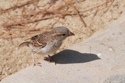 ../images/15_house_sparrow.jpg