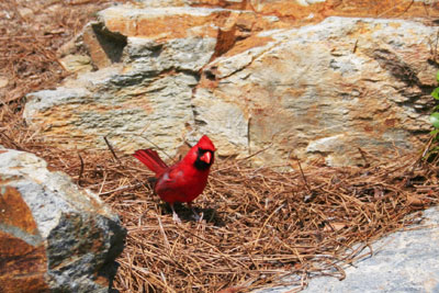 ../images/17_cardinal.jpg