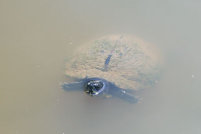 ../images/19_turtle.jpg
