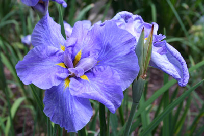 ../images/20_blue_iris.jpg