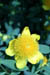 01_yellow_fuzz