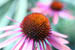 02_coneflower