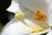 03_white_lily