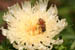 05_bee_aster