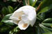 06_magnolia