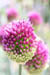 07_onion