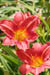 08_day_lilies