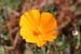 09_california_poppy