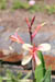 10_canna