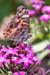 11_butterfly