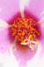 12_portulaca