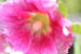 13_hollyhock