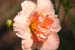 14_double_lily