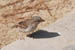 15_house_sparrow