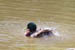 16_mallard_splash