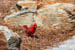 17_cardinal