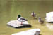 18_ducks