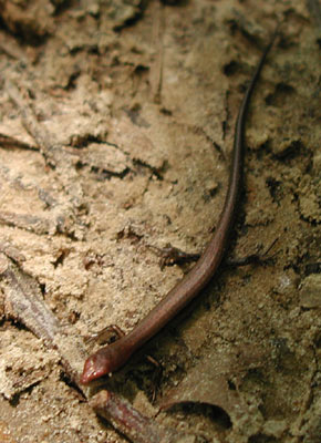 ../images/03_salamander.jpg