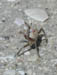 fri_crabby