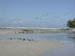 fri_gulls_flight