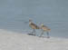 fri_marbled_godwits