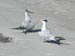 fri_two_terns