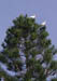 mon_ibis_in_tree