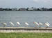 mon_ibis_row