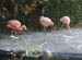 sun_flamingos