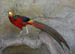 sun_golden_pheasant