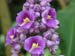 sun_purple_flowers