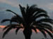 sun_z_palm_sunset