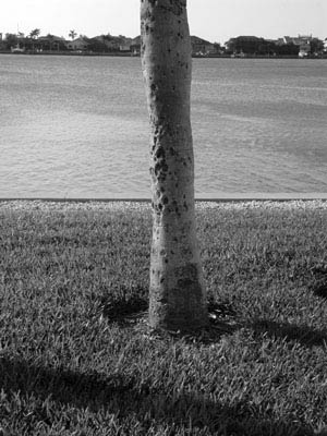 onetree_bw