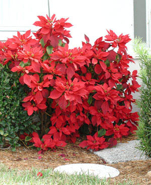 pointsettias