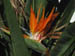 birdofparadise