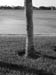 onetree_bw