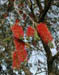 redfuzzy