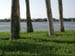 treelegs