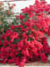 wallofpink