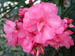 oleander