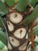 palm_bark