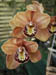 peach_orchids