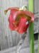 pitcher_flower