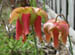 pitcher_flowers2