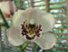 white_orchid